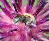 Osmia signata